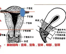 生殖器被咬伤！巴萨旧将卡莱斯为狗劝架惨遭袭击住院治疗